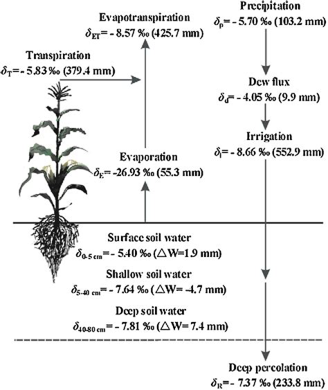 Partitioning evapotranspiration - Semantic Scholar