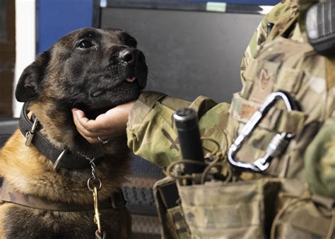 Partnership between a K9 Handler and MWD - Royal Air Force …