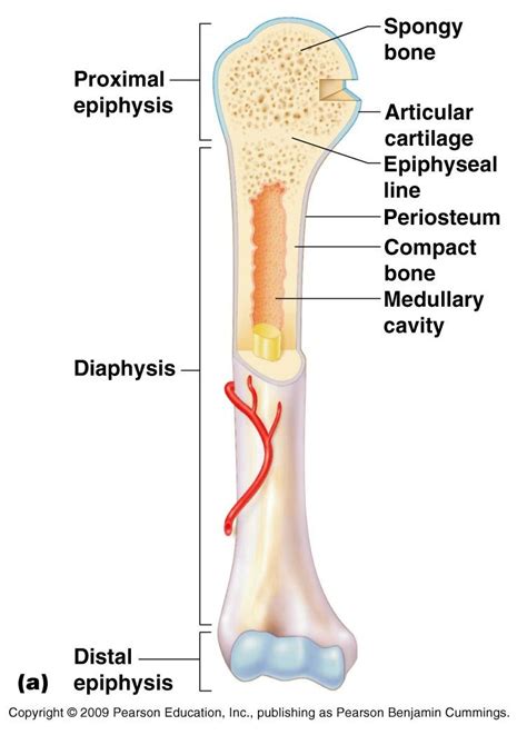 Parts Of A Long Bone - Structure Of A Long Bone - YouTube