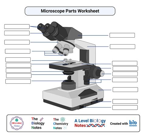 Parts Of Microscope Worksheets