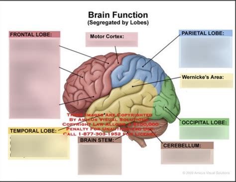 Parts Of The Brain And Their Functions Psychology Quizlet Diagramaica