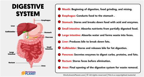Parts of Digestive System and its Functions