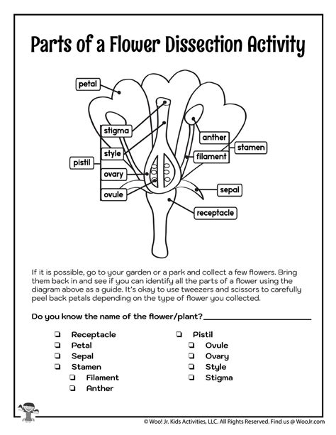 Parts of a Flower Diagram Worksheet Woo! Jr. Kids Activities