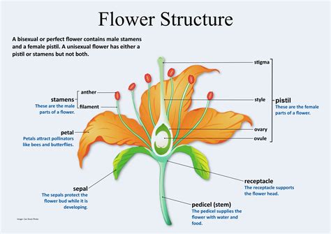 Parts of a Flower Diagram and Functions