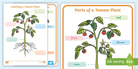 Parts of a Tomato Plant - KS1 - Science - Twinkl