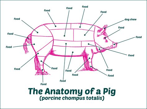 Parts of a hog diagram. The cuts of pork are the different parts of the pig which are consumed as food by humans. The terminology and extent of each cut varies from country to country. There are between four and six primal cuts, which are the large parts in which the pig is first cut: the shoulder (blade and picnic), loin, belly (spare ribs and side) and leg. [1] [2 ... 