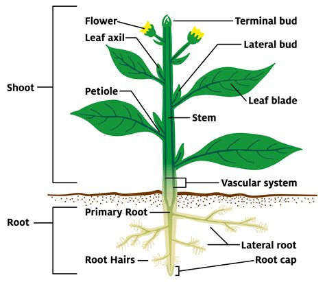 Parts of a plant. Things To Know About Parts of a plant. 