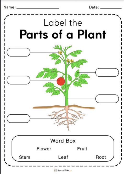 Parts of a plant diagram.  4 days ago · Solution for Question 2.  Descriptio...