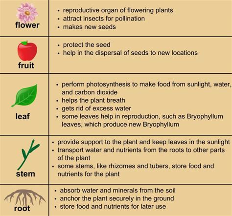 Parts of plant and their functions.  It includes instructions for a creative activi...