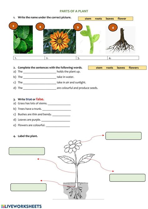 Parts of plants for class 2.  Parts of Plants Worksheet for Grade 2 This...