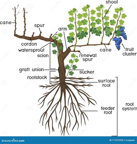 Parts of the Grape Vine: Roots – Grapes - Extension