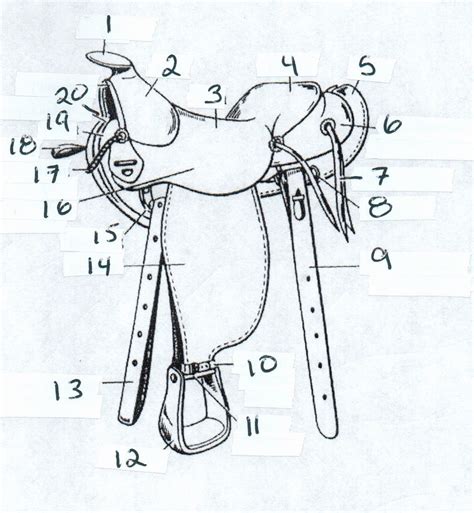 Parts of the Western Saddle Diagram Quizlet