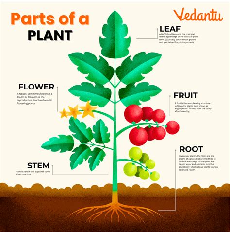 Parts of the plants. .  ...