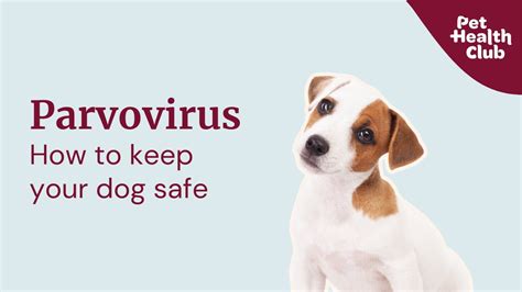 Parvo nosodes.  One cannot protect against everything and grow up normal, so it makes...