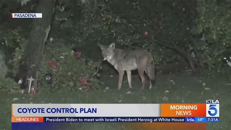 Pasadena grapples with how to handle coyote conflicts