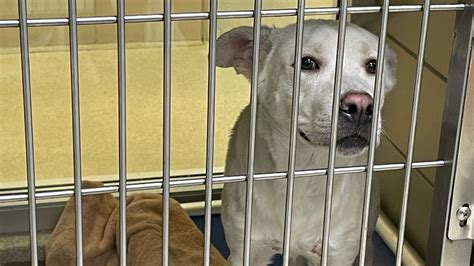 Pasco animal services. Shelter Services. Animal Services operates the only county-maintained shelter for domestic animals in Pasco County. Since August 2012, the Animal Services … 