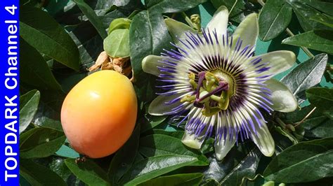 La passiflora es originaria del norte de Argentina. En las regiones tropicales y subtropicales, es una planta muy conocida por sus frutos dulces, .... 