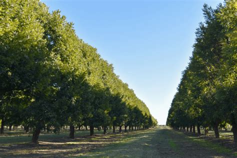 Passing on a Pecan Farm from Generation to Generation TPGA
