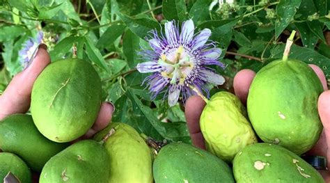 Maypop Passion Flower (Passiflora incarnata) Beautiful flowers, fragrance and succulent fruit are characteristic of this native North American passion flower. Passiflora incarnata emerges in late spring, but this fast-growing perennial vine can reach more than 20’ in a single season.. 