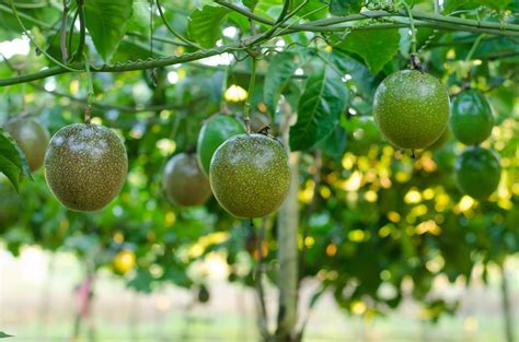 Passion fruit vines. Read this article for lists of fruits and vegetables that continue to ripen after they're picked and those that are best when picked fully ripe. Expert Advice On Improving Your Hom... 