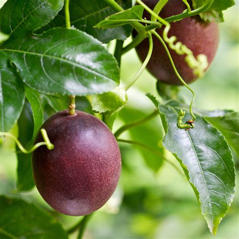 Noun Edit. passionsfrukt c. a passion fruit (edible fruit). Declension Edit. more ▽Declension of passionsfrukt. Singular, Plural.. 