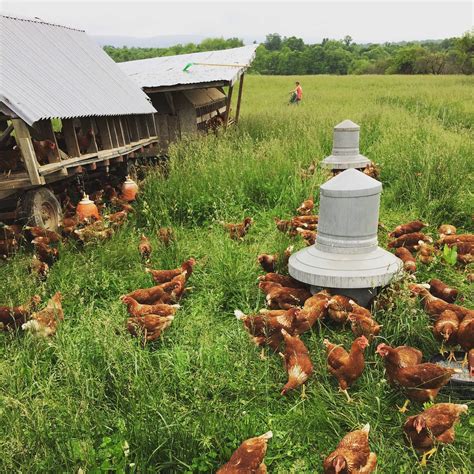 Pasture raised chicken. Gardening is a great way to get outdoors and enjoy nature while also growing delicious fruits and vegetables. Raised garden beds are an ideal choice for those looking to get the mo... 