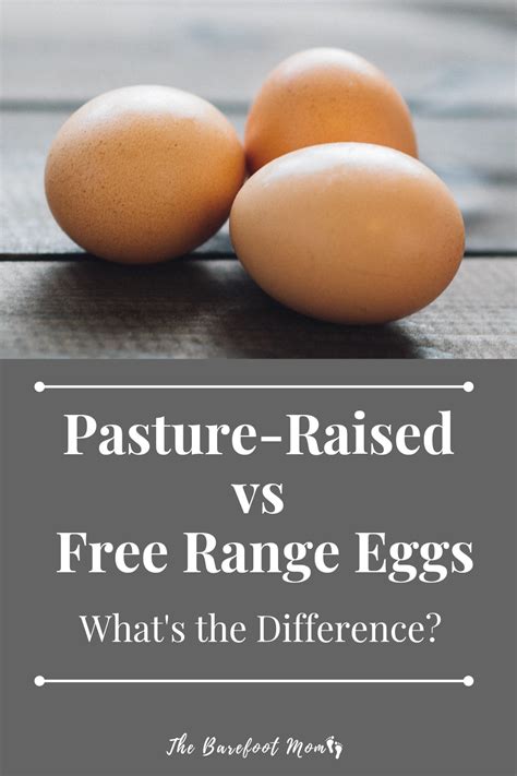 Pasture raised eggs vs free range. Mar 18, 2023 · Better Nutrition: Pasture raised chickens have a more diverse diet, which can result in more nutritious meat and eggs. Studies have shown that pasture raised eggs can contain higher levels of vitamins, minerals, and omega-3 fatty acids compared to their conventionally raised counterparts. 