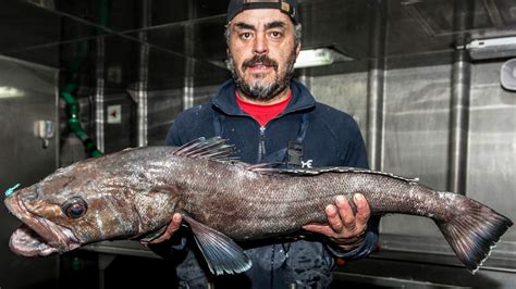 Patagonian toothfish chilean sea bass. Matador is a travel and lifestyle brand redefining travel media with cutting edge adventure stories, photojournalism, and social commentary. The peak of Cerro Fitz Roy looms in the... 