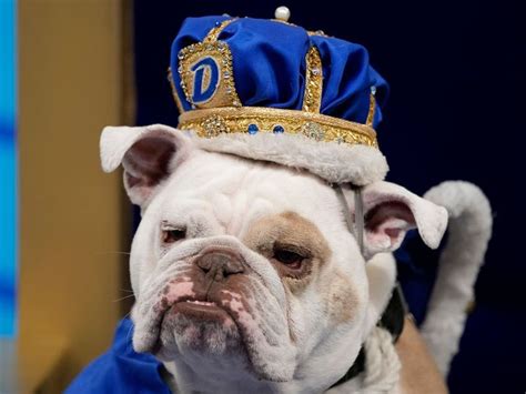 Patch crowned ‘beautiful bulldog’ at Drake University event