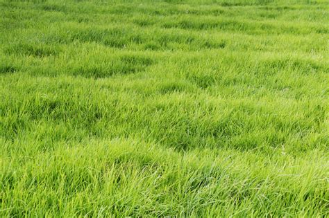 Patch of grass. 29 Jan 2020 ... The first and most important step to fixing dry patches caused by heat and wear in your lawn is to aerate the affected area using either a ... 
