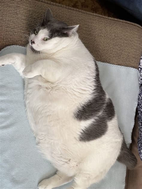 Patches the cat, who once weighed 42 pounds, continues weight-loss journey