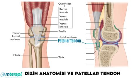 Patellar Tendon Patellar Tendon Nedir. 