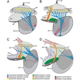 Patellogastropoda, Neritimorpha, and Cocculinoidea: The Low …