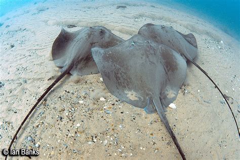 Pateobatis fai - Fishes of Australia