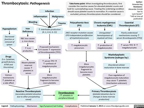 Pathogenesis of thrombocytosis Calgary Guide