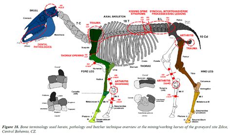 Pathologic historic mining horses from central Europe