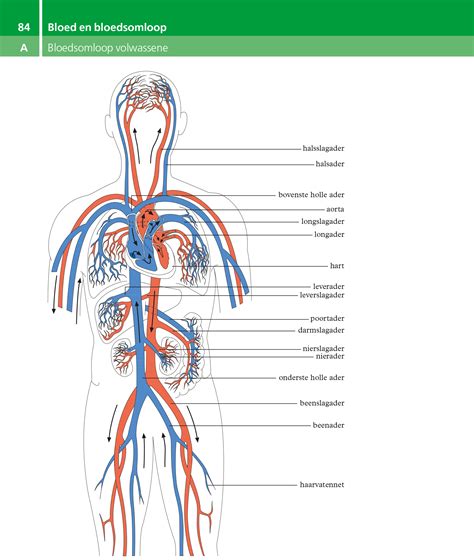 Pathologische anatomie of anatomische beschrijving der ziekten van de organen van den bloedsomloop en de ademhaling. - The oxford handbook of new audiovisual aesthetics by john richardson.