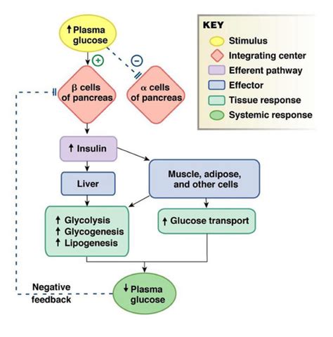 Pathophysiology, Diabetes Mellitus Flashcards Quizlet