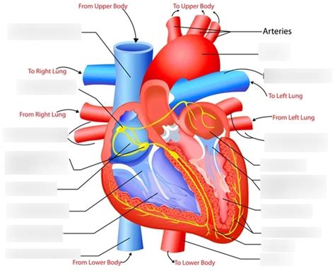 Pathophysiology Chapter 17 MC Flashcards Quizlet