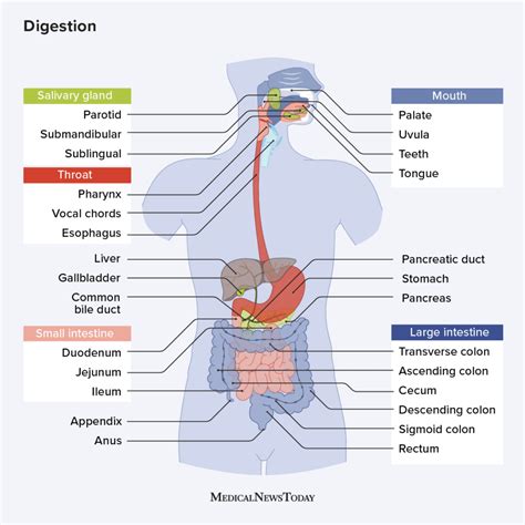 Pathophysiology digestive system disorders study guide. - Katahdin a guide to baxter park katahdin.