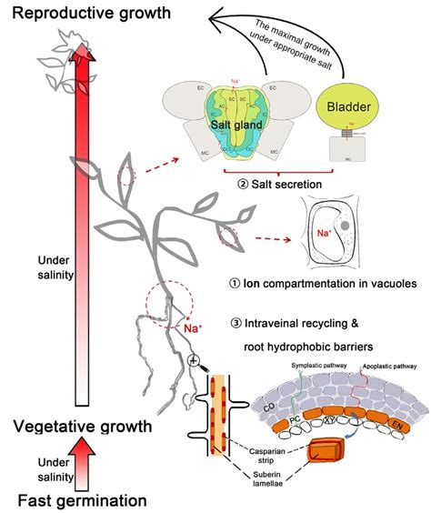 Pathways of cadmium fluxes in the root of the halophyte