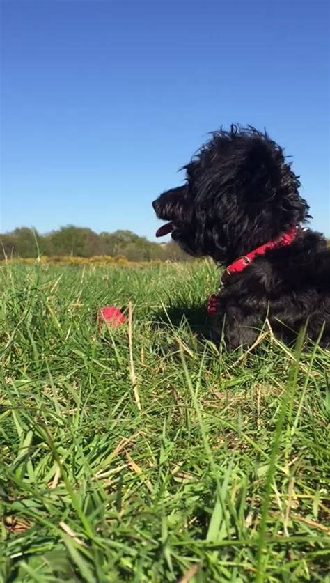 Patterdoodle puppies ️🐶 - Sarah Ellen Houghton Facebook