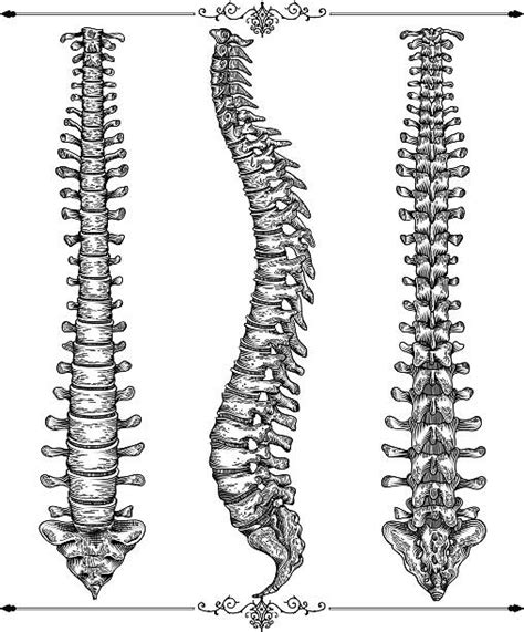 Pattern Variations Human Spine Drawing DRAWING CLIP ART