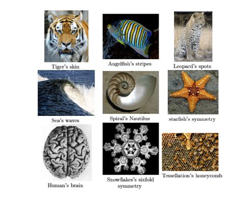 Pattern formation examples Download Scientific Diagram