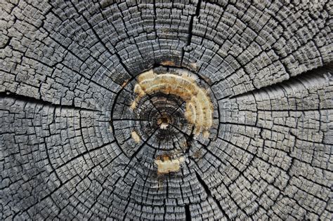 Patterns Everywhere! Art inspired by Patterns found in Nature