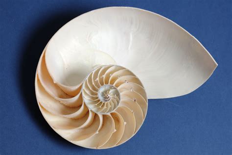 Patterns In Nature Math
