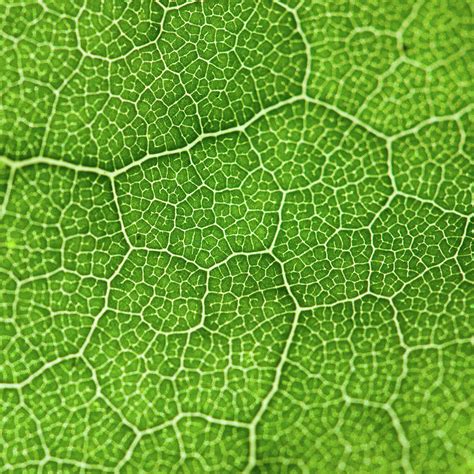 Patterns in Nature