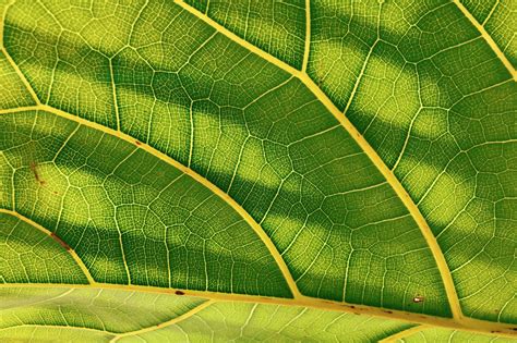 Patterns in Nature How to Find Fractals Science World Fractals