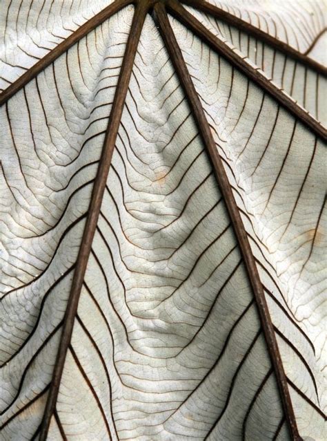Patterns in nature, Abstract, Natural structures