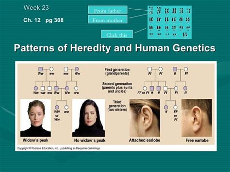 Patterns of Heredity and Human